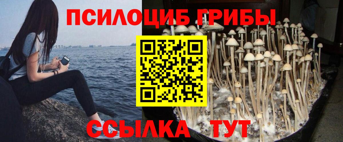 Псилоцибиновые грибы Cubensis Павлово